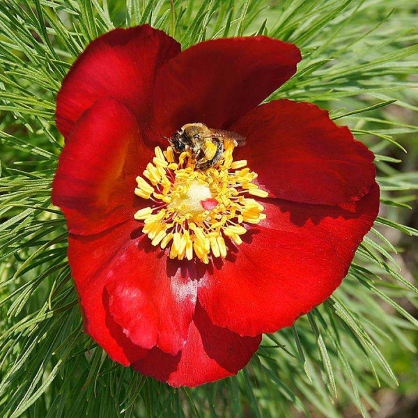 Пион тонколистный, или узколистный 'Rubra Plena' (лат. Paeonia tenuifolia 'Rubra Plena'), семена