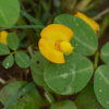 Арахис культурный или арахис подземный (лат. Arachis hypogaea) 10 шт, семена