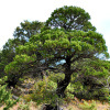 Можжевельник высокий 'Stricta' (лат. Juniperus excelsa 'Stricta'), семена