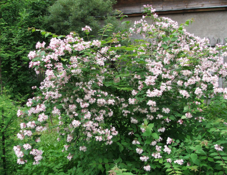 Кольквиция прелестная (лат. Kolkwitzia amabilis), семена