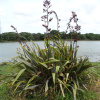 Новозеландский лён, или Формиум прочный (лат. Phormium tenax), семена