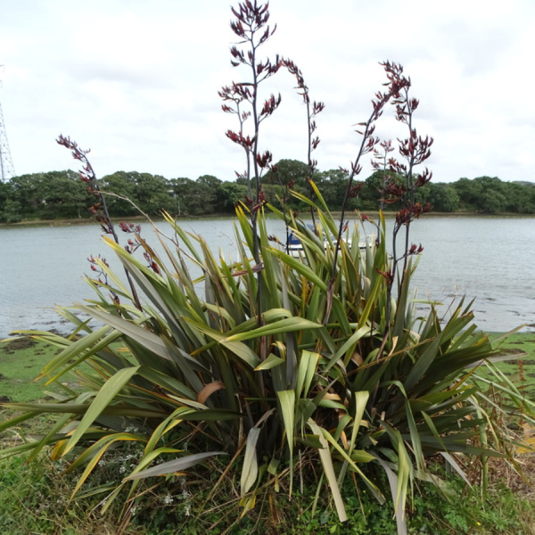 Новозеландский лён, или Формиум прочный (лат. Phormium tenax), семена