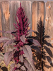 Амарант красный (лат. Amaranthus cruentus), 700 шт