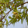 Миндаль сладкий, или Миндаль обыкновенный (лат. Prunus dulcis) 10 шт, семена