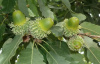 Дуб каштанолистный (лат. Quercus castaneifolia), саженцы, 3 шт