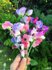 Горошек душистый, микс цветов (лат. Lathyrus odoratus), семена 25 шт