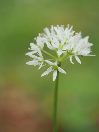 Черемша медвежий лук (лат. Allium ursinum), семена