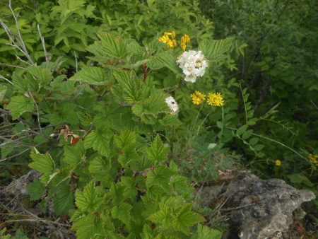 Пузыреплодник амурский (лат. Physocarpus amurensis), семена