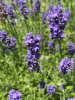 Лаванда узколистная (Lavandula angustifolia), 200 шт
