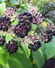 Аралия высокая Пирамидалис (лат. Aralia elata 'Pyramidalis'), семена