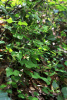 Тамус обыкновенный "Адамов корень" (лат. Dioscorea communis), семена