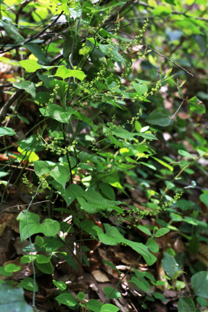 Тамус обыкновенный "Адамов корень" (лат. Dioscorea communis), семена