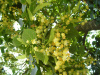 Липа крупнолистная (лат. Tilia platyphyllos), семена