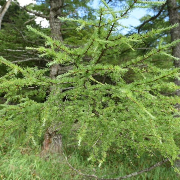 Лиственница Кемпфера, или японская (лат. Larix kaempferi), семена