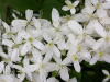 Клематис маньчжурский (лат. Clematis mandschurica), семена