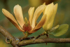 Магнолия лекарственная (лат. Magnolia officinalis), семена 