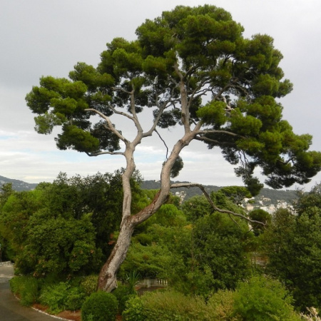 Сосна алеппская (лат. Pinus halepensis), семена