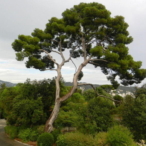 Сосна алеппская (лат. Pinus halepensis), семена