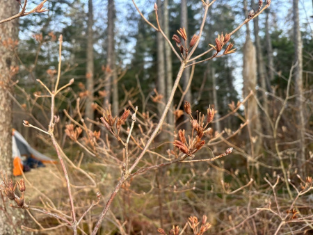 Рододендрон канадский фиолетовый (лат. Rhododendron canadense) 0,02 грамма, семена