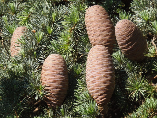 Кедр атласский (лат. Cedrus atlantica), семена