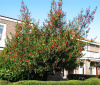 Падуб остролистный (лат. Ilex aquifolium), семена