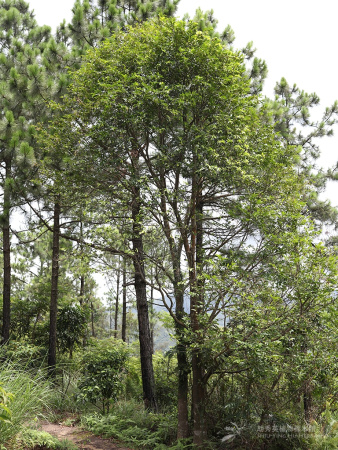 Агаровое дерево, или Аквилария китайская (лат. Aquilaria sinensis), семена