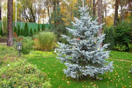 Ель колючая Хупси (лат. Picea pungens Hoopsii), семена