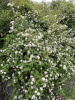 Пузыреплодник амурский (лат. Physocarpus amurensis), семена