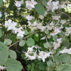 Чубушник тонколистный (лат. Philadelphus tenuifolius), семена