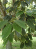Дуб сизый, или Японский голубой дуб (лат. Quercus glauca), саженцы, 3 шт