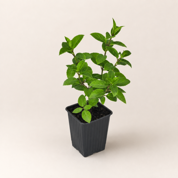 Гортензия метельчатая Бобо (лат. Hydrangea paniculata 'Bobo')