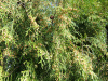 Кипарис плакучий (лат. Cupressus funebris), семена