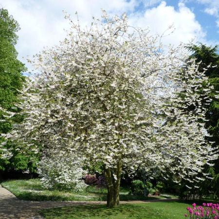 Халезия горная, или Ландышевое дерево (лат. Halesia monticola), семена