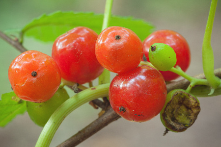 Тамус обыкновенный "Адамов корень" (лат. Dioscorea communis), семена