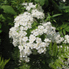Дейция амурская (лат. Deutzia amurensis), семена