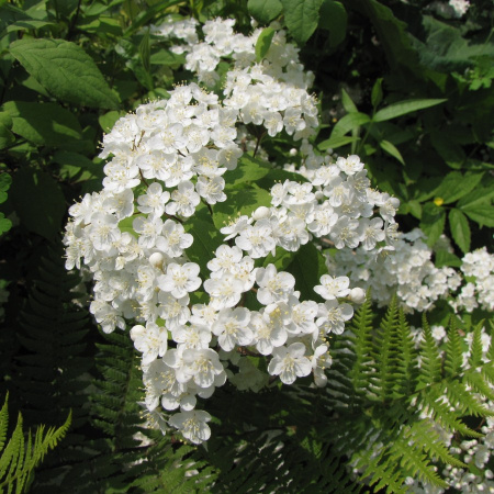 Дейция амурская (лат. Deutzia amurensis), семена