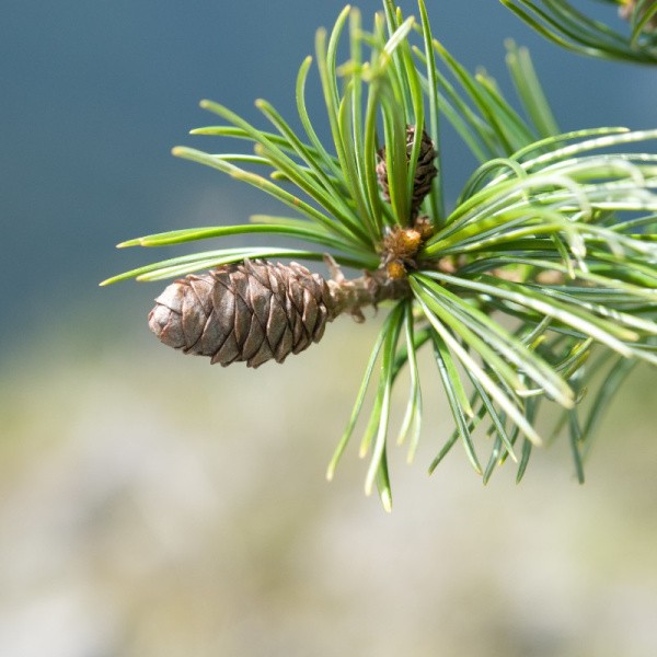 Сосна Арманда, или Сосна белая китайская (лат. Pinus armandii), семена