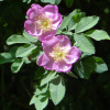Роза нутканская (лат. Rosa nutkana), семена