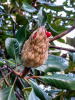 Магнолия крупноцветковая  (лат. Magnolia grandiflora), семена
