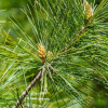 Сосна пиния, или Сосна итальянская (лат. Pinus pinea) 3 шт, семена