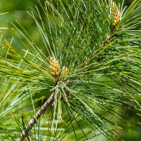 Сосна пиния, или Сосна итальянская (лат. Pinus pinea) 3 шт, семена