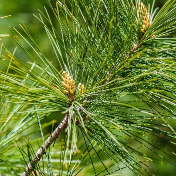 Сосна пиния, или Сосна итальянская (лат. Pinus pinea) 3 шт, семена