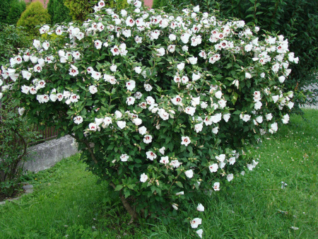 Гибискус сирийский (лат. Hibiscus syriacus) микс цветов, семена