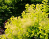 Скумпия кожевенная Голден Спирит (Cotinus coggygria 'Golden Spirit'), семена