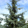 Ель сибирская голубая (лат. Picea sibirica var. coerulea), семена