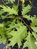 Дуб красный (лат. Quercus rubra), сеянец, 3 шт 