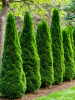 Туя западная Смарагд (лат. Thuja occidentalis 'Smaragd'), семена