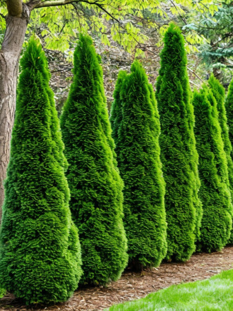 Туя западная Смарагд (лат. Thuja occidentalis 'Smaragd'), семена