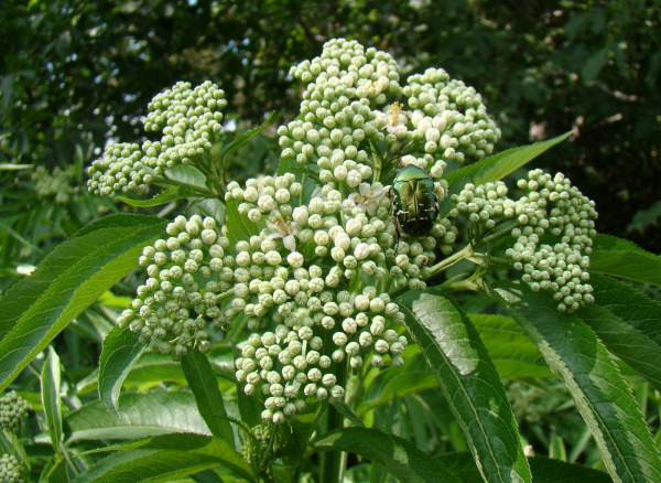 Бузина травянистая (лат. Sambucus ebulus), в ягодах
