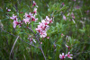 Миндаль степной (лат. Prunus tenella), семена